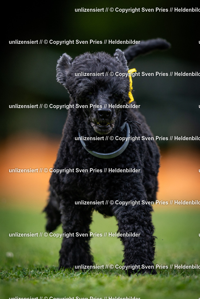 Sven Pries | 19. Allgemeines Hunderennen Karlsruhe Durlach - Realisiert mit Pictrs.com