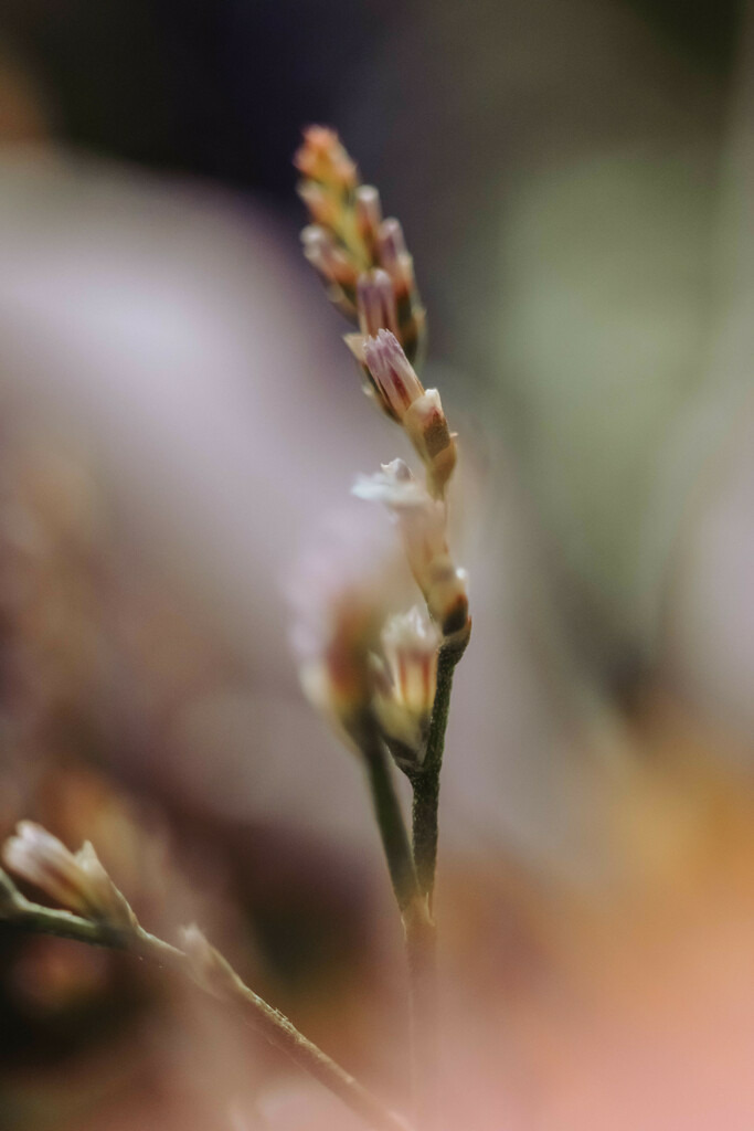 Makro_Nov_2023_59 | Du suchst natürliche und atmosphärische Prints oder Leinwanddrucke? In diesem Shop gibt es alles, nur kein Mainstream. - Realisiert mit Pictrs.com