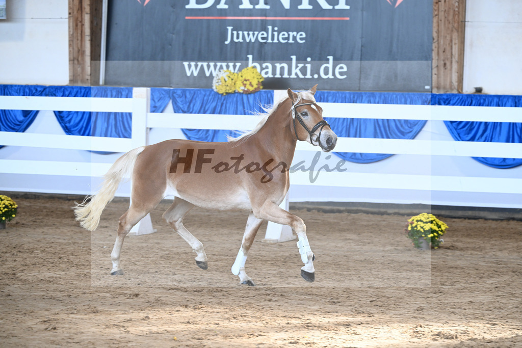 Kat-Nr. 13 Wolverine v. Westwind_Lechner_48250280 | hf-fotografie - Realisiert mit Pictrs.com