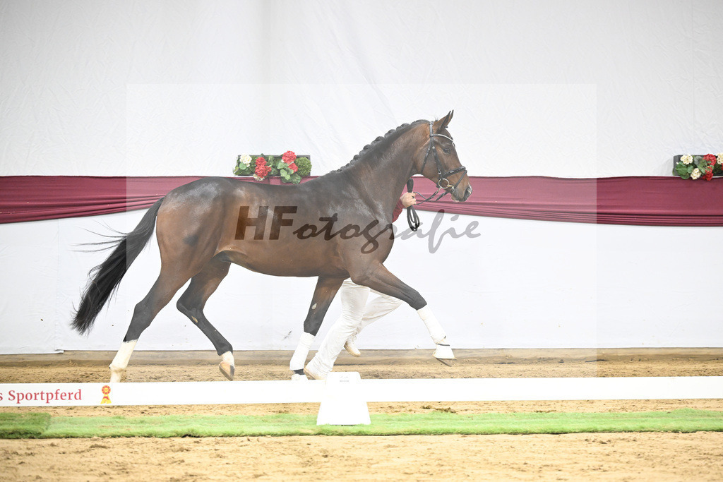 Kat-Nr. 47 Taurus x Floriscount_Thomas Casper u Horst Eulich_47251651 | hf-fotografie - Realisiert mit Pictrs.com