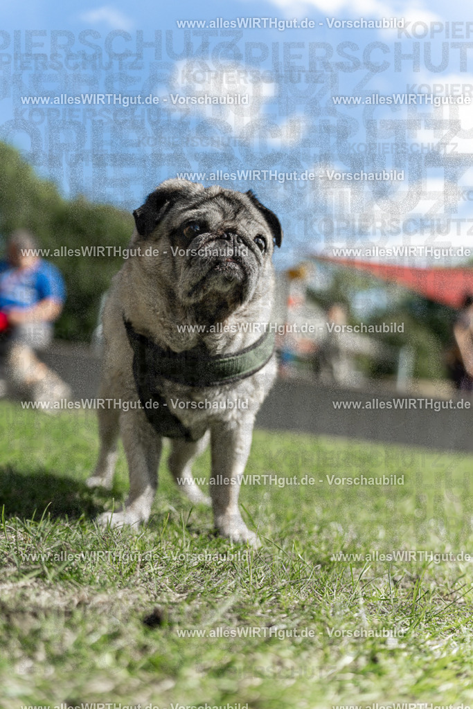 Hundeschwimmen_Volksbad_2026-allesWIRTHgut_Tierfotografie-2609061434-7R501135 | Professionelle Tierfotografie in Mönchengladbach von Daniel Wirth (allesWIRTHgut). Liebevolle & natürliche Bilder von Hunden & Katzen für unvergessliche Erinnerungen.