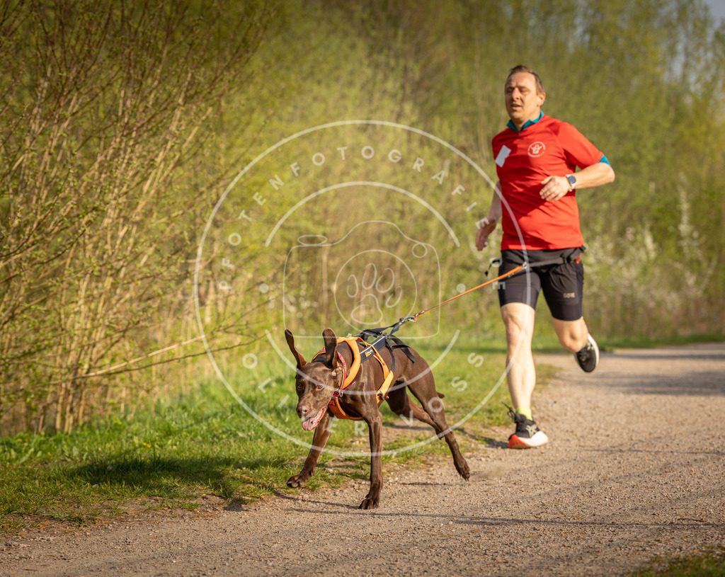 Pfotenfotografie_DV3A4542 | Hundefotografie, Tierfotograf, Pfotenfotografie, Fotoshooting Hund, Hunde Portrait, Hundesport, Hundeportraits, Heideshooting, Hunde, Sportfotograf, Hundefotograf, Turnierhundsport, THS,  - Realisiert mit Pictrs.com