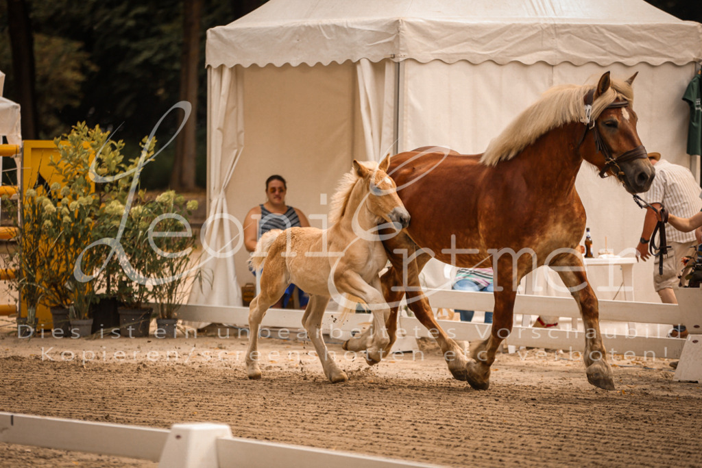 SaSF00021 | Leoni Ertmer Photography - Realisiert mit Pictrs.com