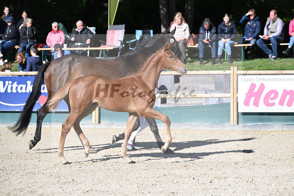 Fohlenauktion Next Chance_49220428 | hf-fotografie - Realisiert mit Pictrs.com