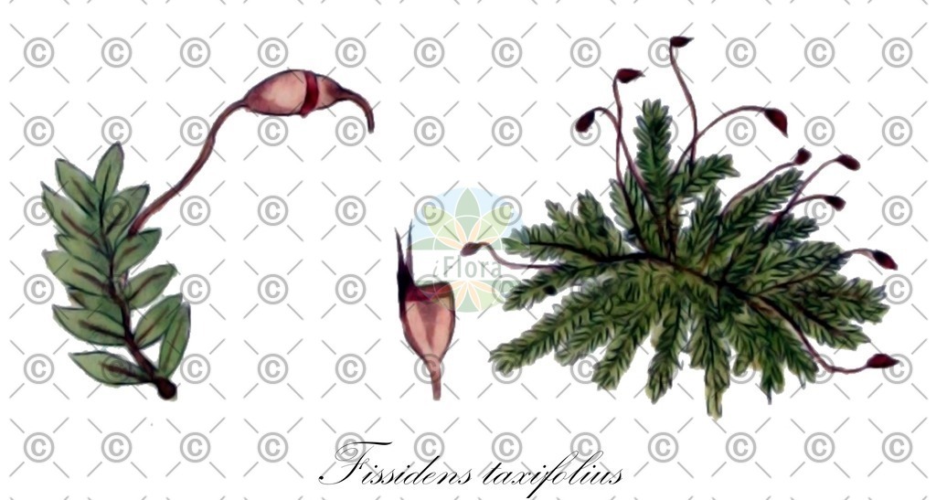HistAbb_wfo-0000691163_2_ENZY_Simple | Historische Abbildung von Fissidens taxifolius - Fissidentaceae | Historical Illustration of Fissidens taxifolius - Fissidentaceae