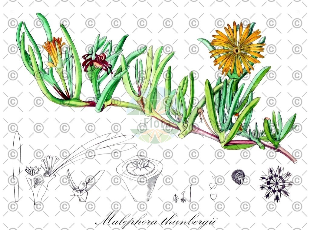 HistAbb_wfo-0001083723_1_ENZY_Simple | Historische Abbildung von Malephora thunbergii - Aizoaceae | Historical Illustration of Malephora thunbergii - Aizoaceae