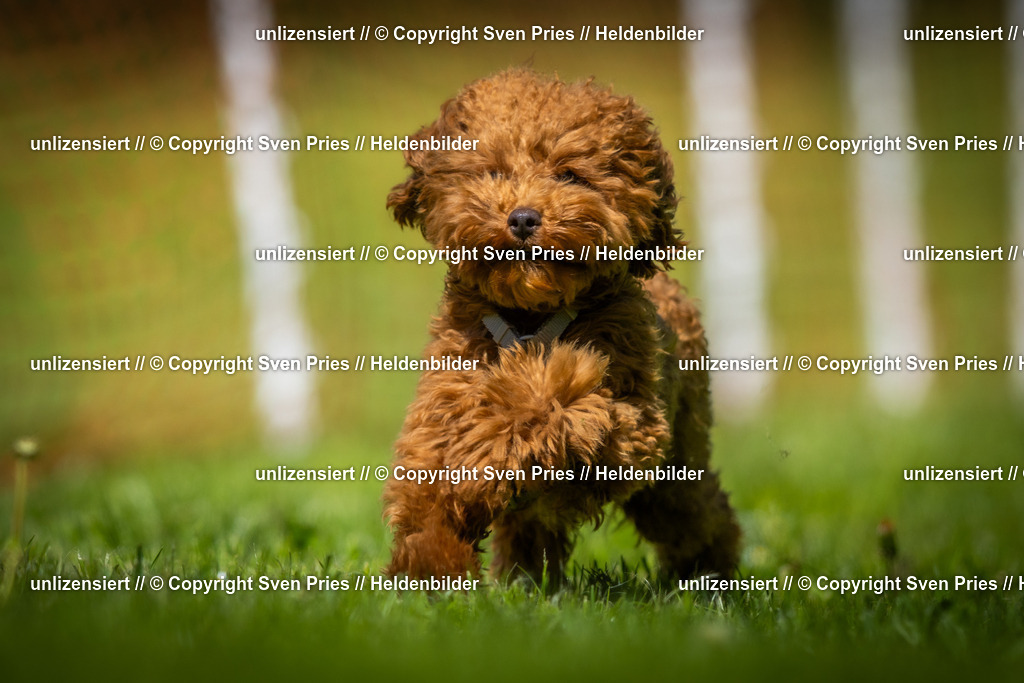 Hunderennen_April_2026_543 | 2026-04-26 - Hunderennen Baden-Oos April 2026 - Realisiert mit Pictrs.com