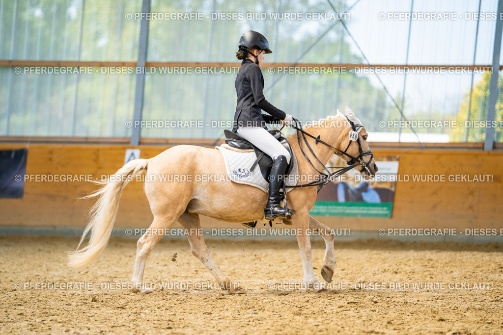 DSC08636 | Pferdegrafie