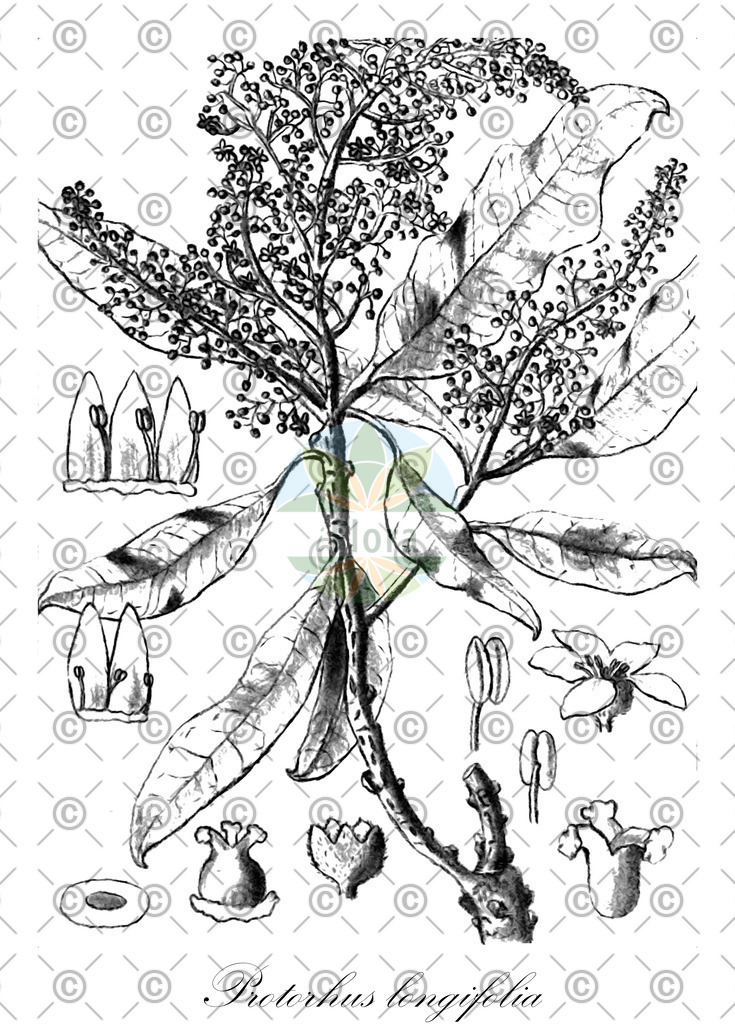 HistAbb_wfo-0000063613_1_ENZY_Simple | Historische Abbildung von Protorhus longifolia - Anacardiaceae | Historical Illustration of Protorhus longifolia - Anacardiaceae