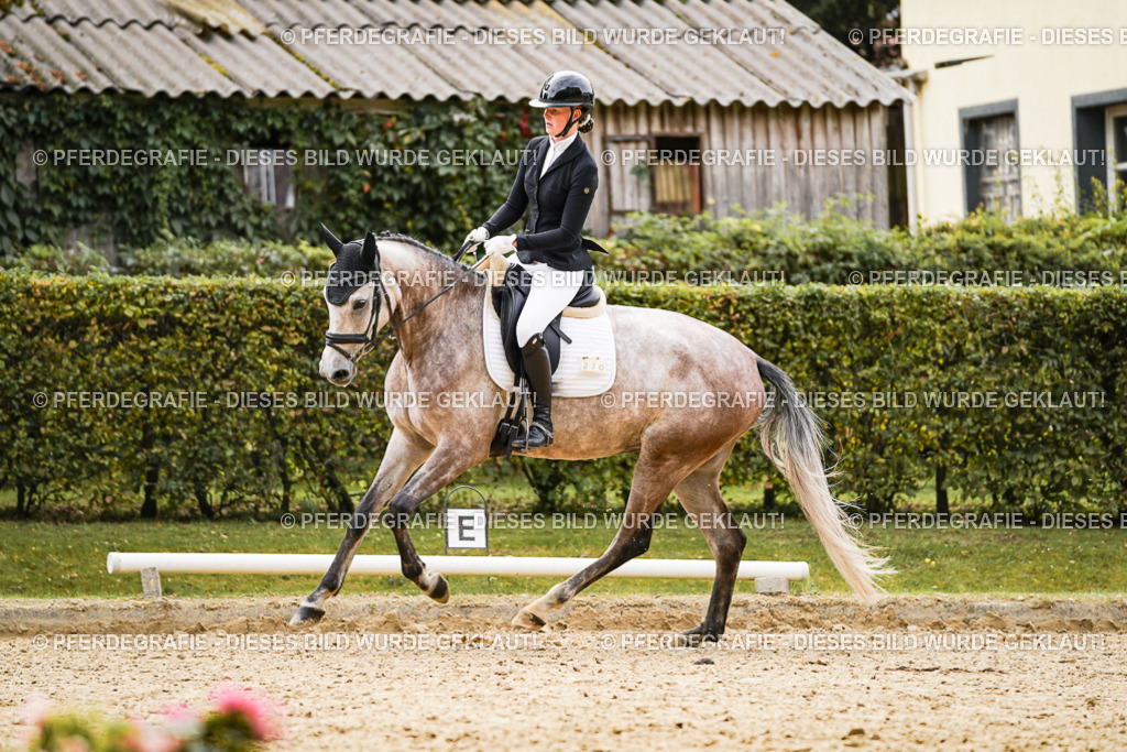 DSC01489 | Pferdegrafie