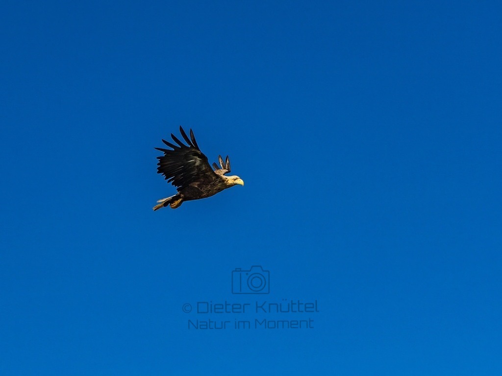 P1001592-LR-topaz-enhance | Natur im Moment - Realisiert mit Pictrs.com