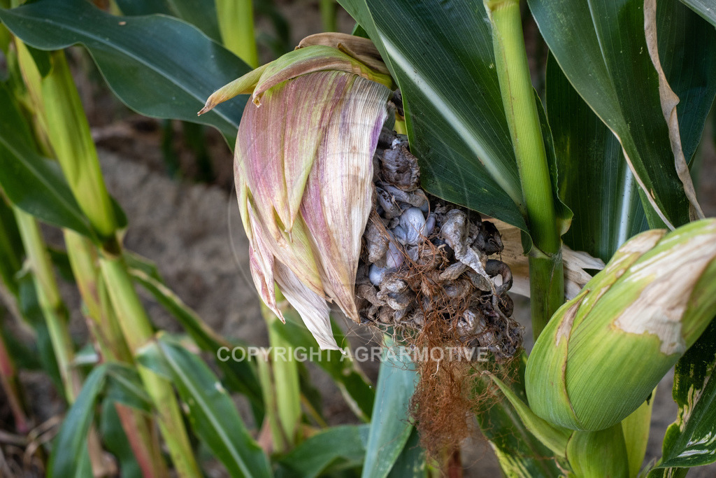 20220829-DSCF2920 | Pizerkrankung im Mais - Realisiert mit Pictrs.com