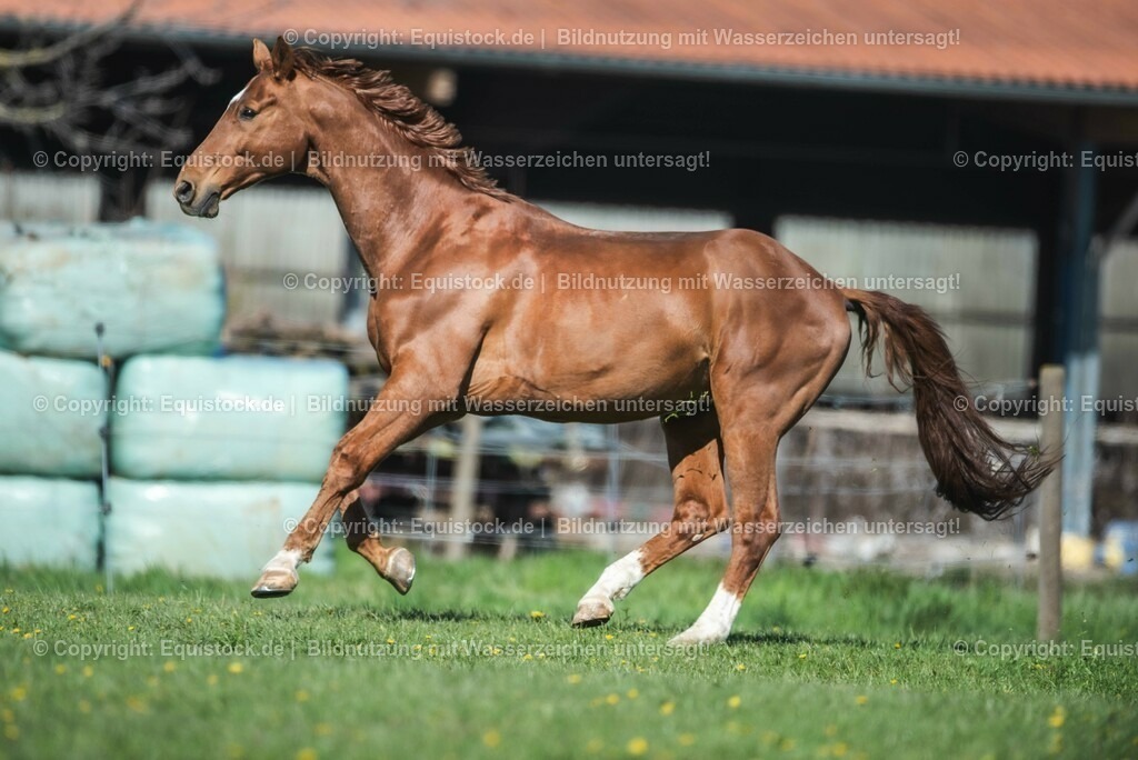 20210426_Pferd-auf-Koppel_0040 | equistock