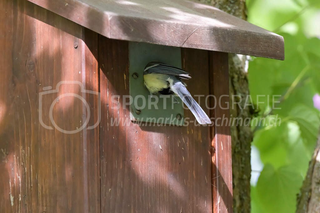 20240501_0920_AEM_nefti_6532-Bearbeitet | 01.05.2024 / , Neftenbach

Bild: Sportfotografie Markus Aeschimann | www.markus-aeschimann.ch - Realisiert mit Pictrs.com