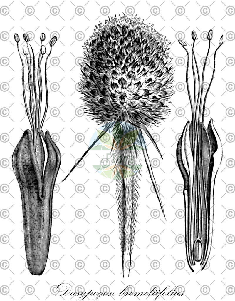 HistAbb_424Z_1_ENZY_Simple | Historische Abbildung von Dasypogon bromeliifolius - Dasypogonaceae | Historical Illustration of Dasypogon bromeliifolius - Dasypogonaceae