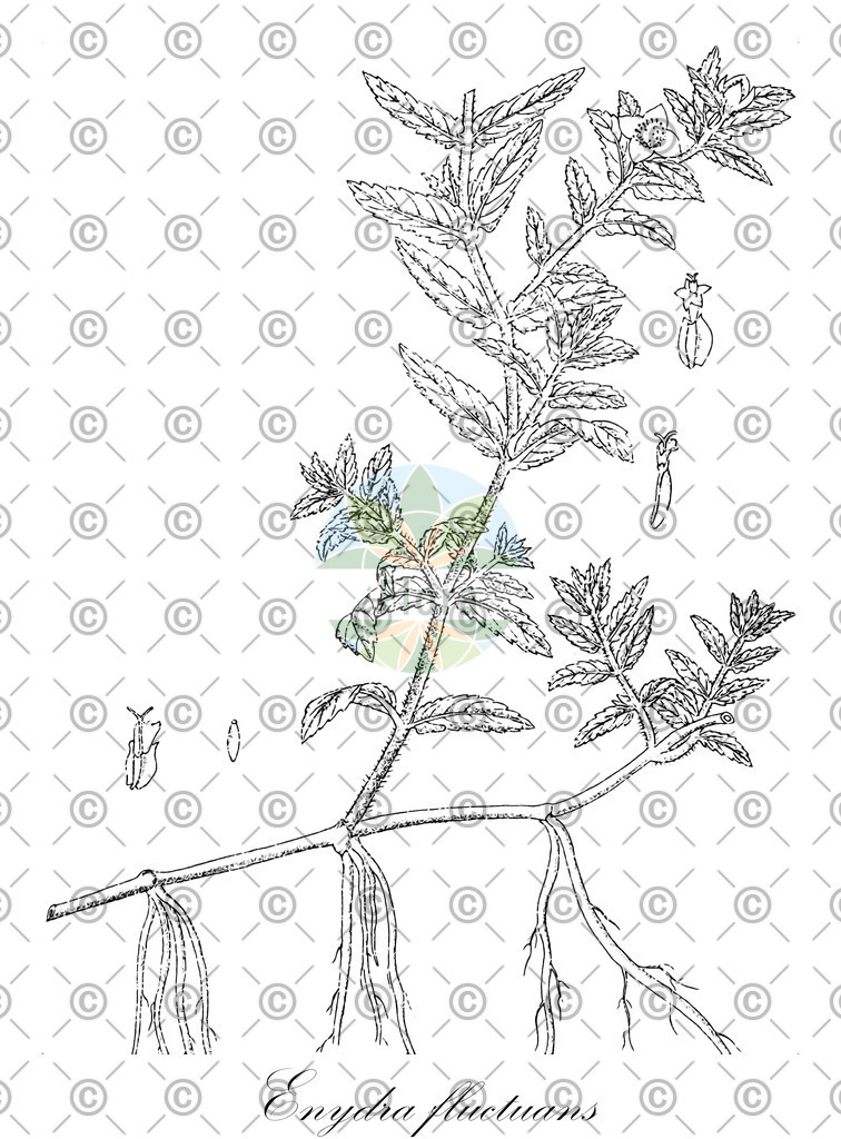 HistAbb_wfo-0000668266_1_ENZY_Simple | Historische Abbildung von Enydra fluctuans - Asteraceae | Historical Illustration of Enydra fluctuans - Asteraceae