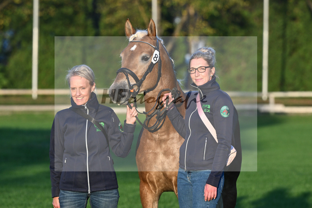 Kat-Nr. 8 Eiswind_Sendig Gestuet Meura_44241260 | hf-fotografie - Realisiert mit Pictrs.com