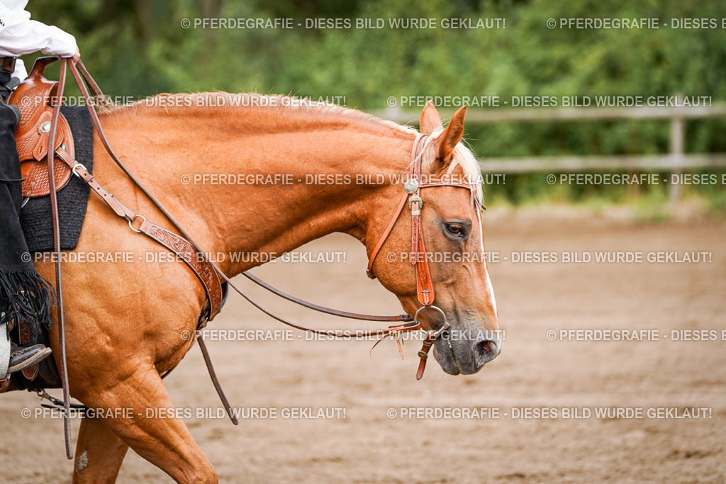 DSC06840 | Pferdegrafie