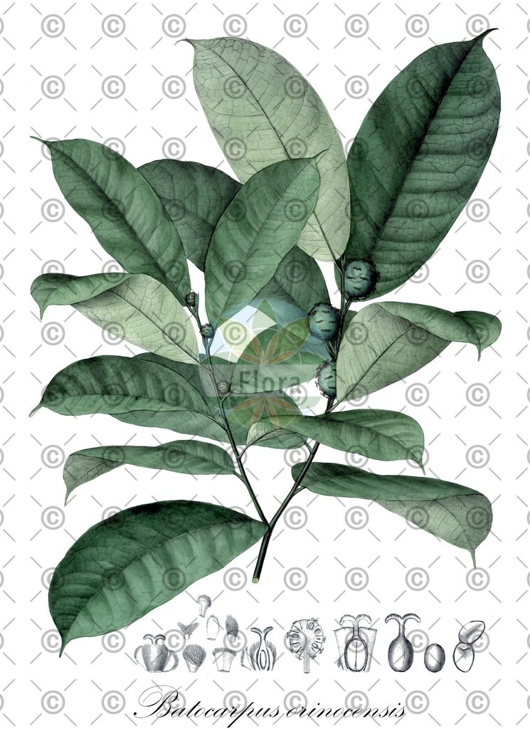 HistAbb_62F9Z_1_ENZY_Simple | Historische Abbildung von Batocarpus orinocensis - Moraceae | Historical Illustration of Batocarpus orinocensis - Moraceae