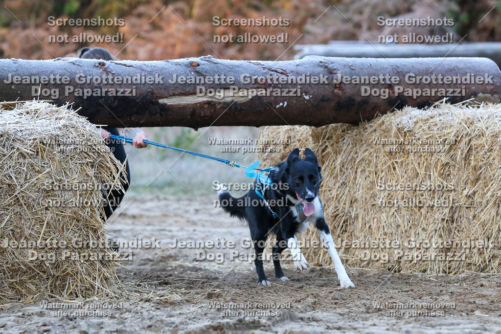 Dog Paparazzi - Strongdog 10-25-268 | Dog Paparazzi Jeanette Grottendiek Fotografie & Videografie - Realisiert mit Pictrs.com