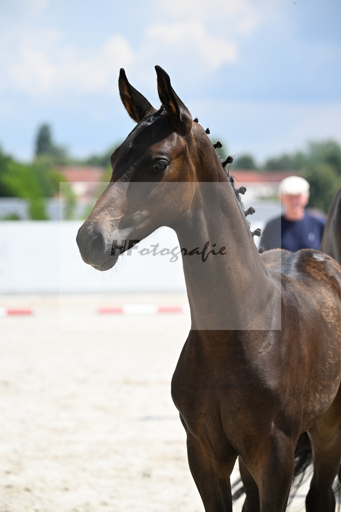 Kat-Nr. 2 Bon Courage x Fair Game_HF_Poldner_21250530 | hf-fotografie - Realizzato con Pictrs.com