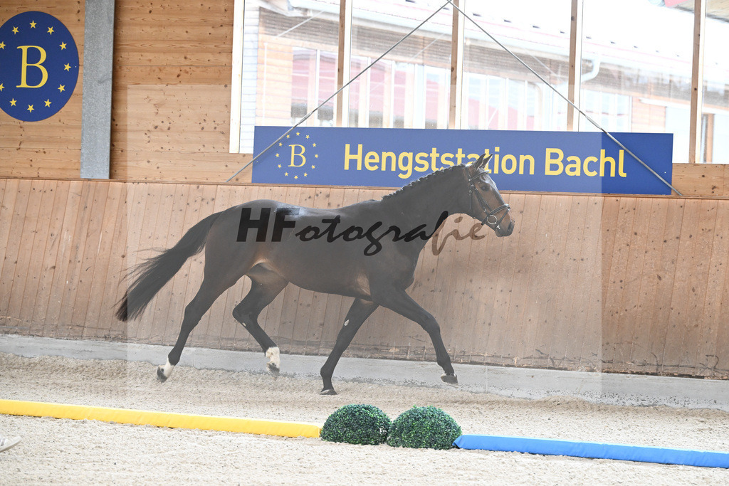 Kat-Nr. 85 Fideroy v. Fidertanz_Gossner_7241570 | hf-fotografie - Realisiert mit Pictrs.com