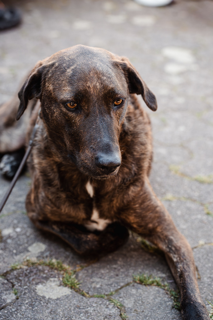 20260426-186 | MuT (Mensch und Tier) mit Mona - Fotografie und Tierkommunikation - Realisiert mit Pictrs.com