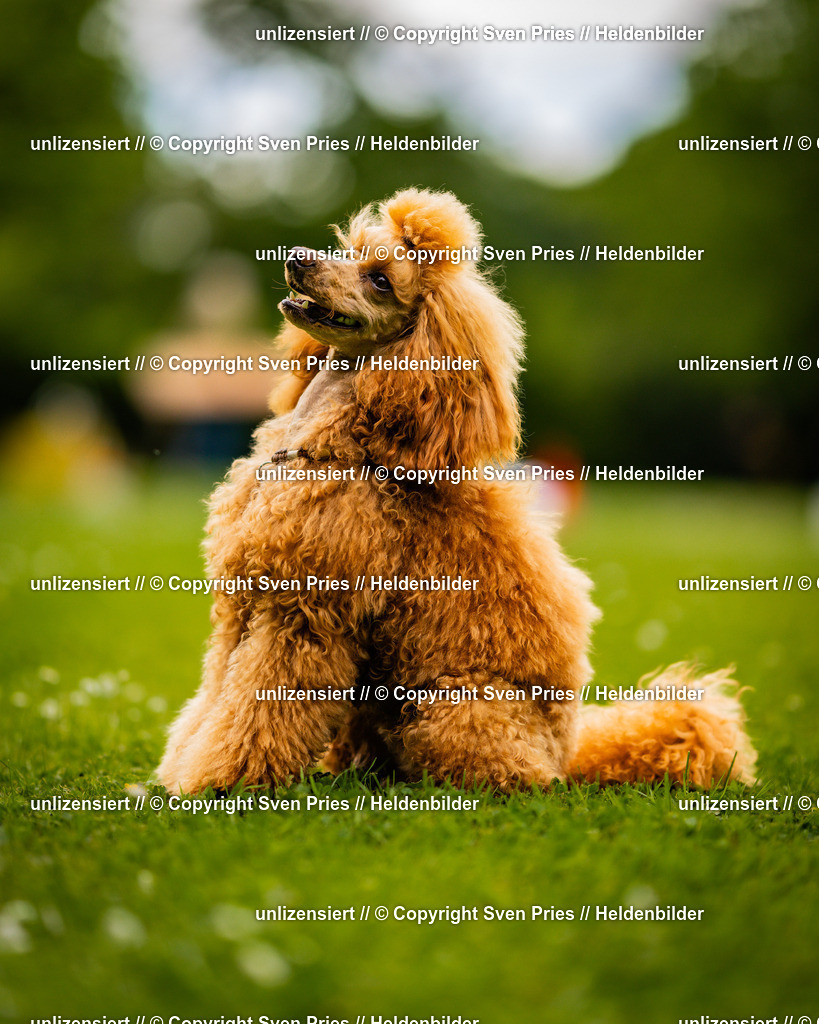 Sven Pries | 2025-05-29 - Pudelrennen KA-Durlach - Realisiert mit Pictrs.com