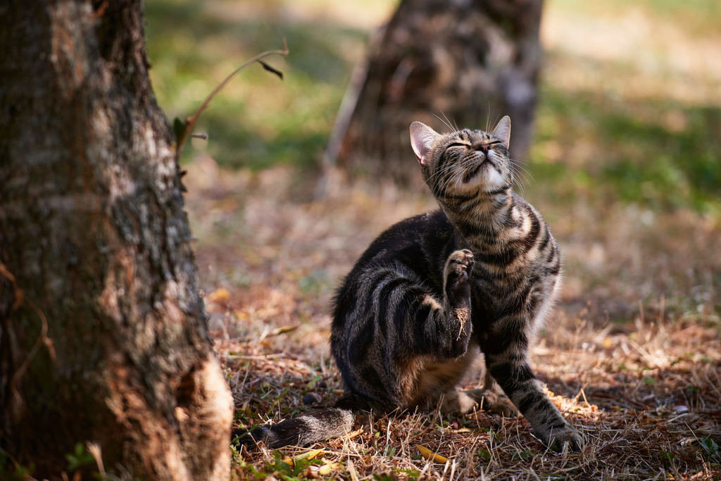 Hauskatze im Olivenbaumgarten. | Montalcino, Italien - August 30, 2016: Weingut San Polino; Hauskatze im Olivenbaumgarten. - Realisiert mit Pictrs.com