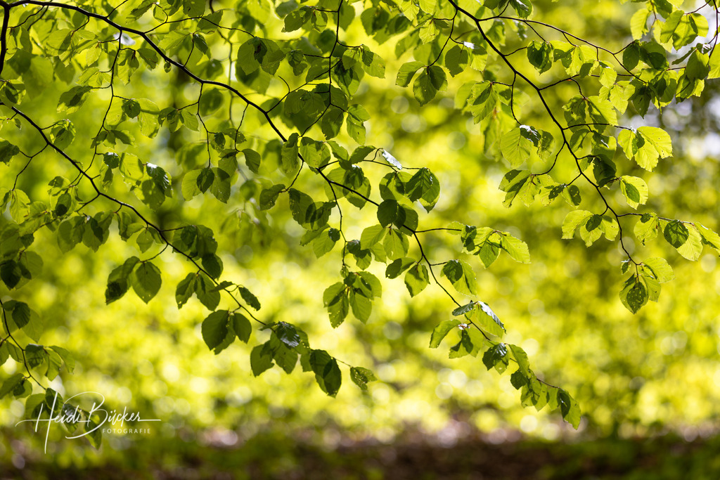 Buchenblätter im Frühlingswald | Frische grüne Buchenblätter im Frühling - Realisiert mit Pictrs.com