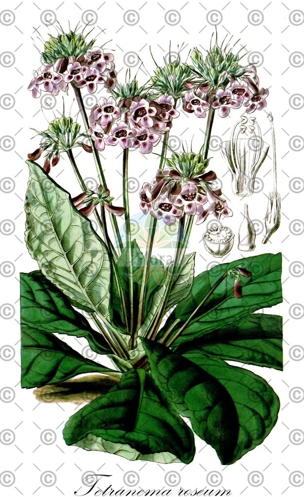 HistAbb_wfo-0000321645_2_ENZY_Simple | Historische Abbildung von Tetranema roseum - Plantaginaceae | Historical Illustration of Tetranema roseum - Plantaginaceae