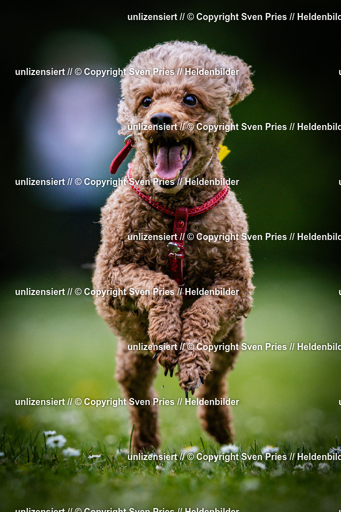 Sven Pries | 2025-05-29 - Pudelrennen KA-Durlach - Realisiert mit Pictrs.com