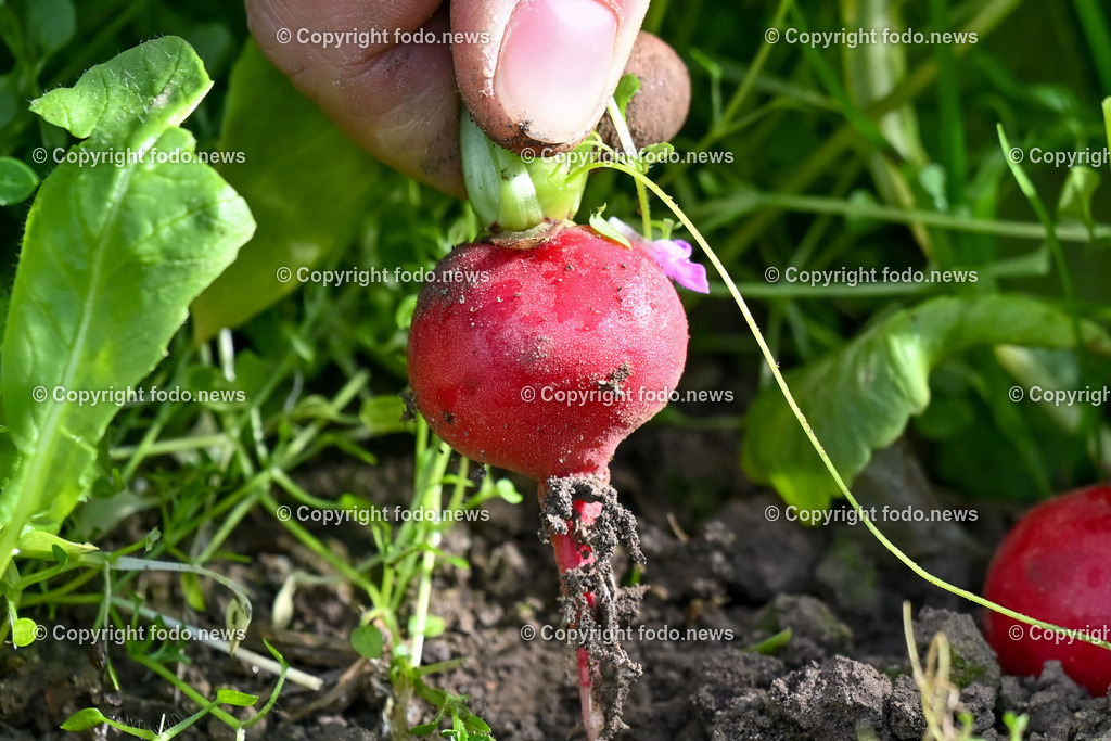 Biohof Berner_ Pupping_ 28.02.2023-7 | 28.02.2023, Pupping, AUT, Biohof Berner, im Bild André Berner (Biobauer) bei der Radieschen Ernte
