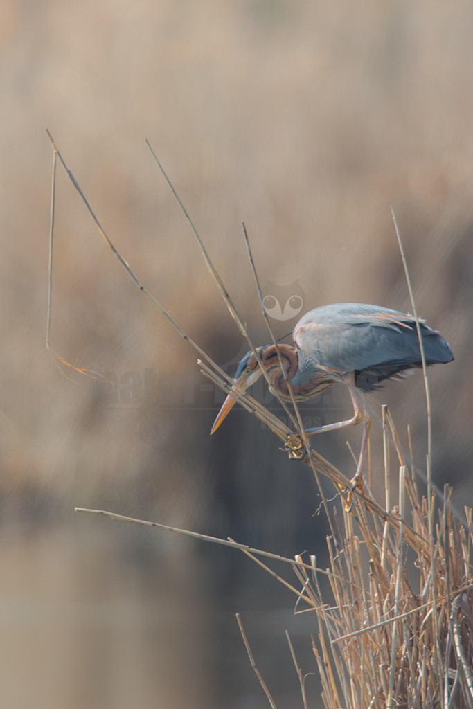 20170408-NFOC7137 | Der Purpurreiher ist eine Vogelart aus der Familie der Reiher. Zurzeit wird die Art als nicht gefährdet auf der IUCN Roten Liste geführt. Habitatsverluste lassen die Zahlen allerdings langsam zurückgehen.  - Realisiert mit Pictrs.com