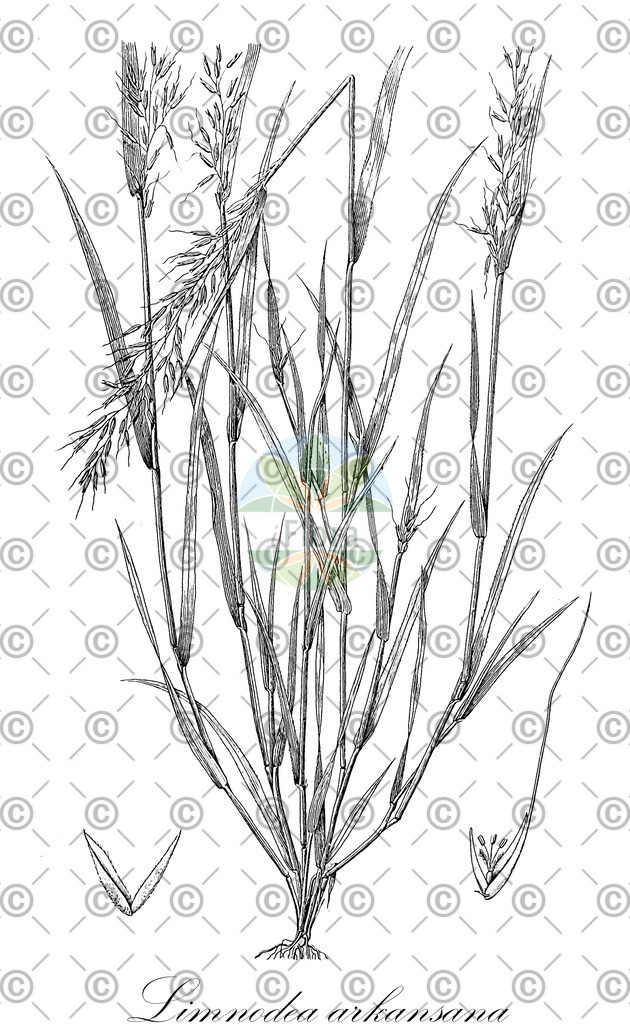 HistAbb_wfo-0000683177_1_ENZY_Simple | Historische Abbildung von Limnodea arkansana - Poaceae | Historical Illustration of Limnodea arkansana - Poaceae