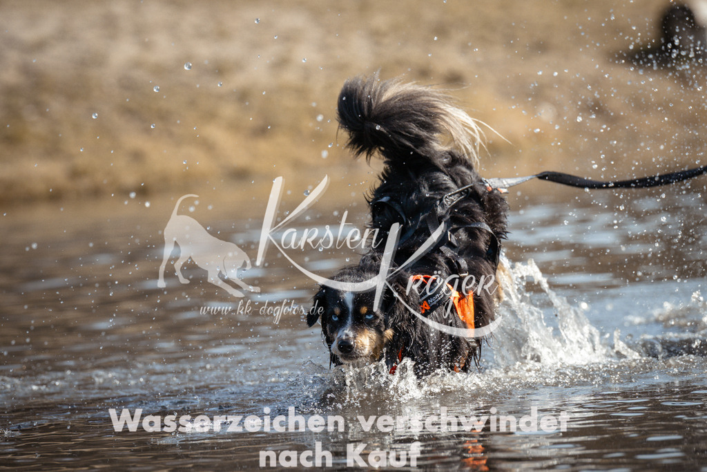 1131_ZZ95195 | kk-dogfotos