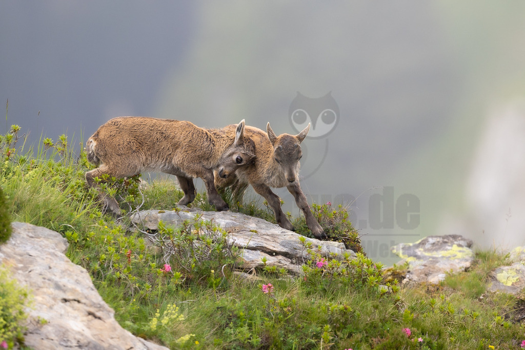 R6NF1639_20250707 | Das Bild zeigt zwei junge Steinböcke (Capra ibex) in einer alpinen Landschaft. Sie stehen auf einem felsigen Vorsprung, umgeben von grüner Vegetation und einigen rosa blühenden Alpenrosen. Die beiden Jungtiere scheinen miteinander zu interagieren; der linke Steinbock hat seinen Kopf leicht zum rechten geneigt, der wiederum nach vorne blickt. Ihre Körperhaltung deutet auf spielerisches Verhalten oder eine enge Bindung hin. Der Hintergrund ist unscharf und zeigt eine neblige oder bewölkte Berglandschaft. - Realisiert mit Pictrs.com