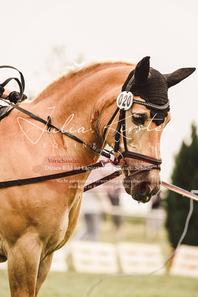 DSC_5334 | Pferde- und Turnierfotografie in Westsachsen. Pferdeportraits, Auftragszeichnungen und intuitive Kunst.