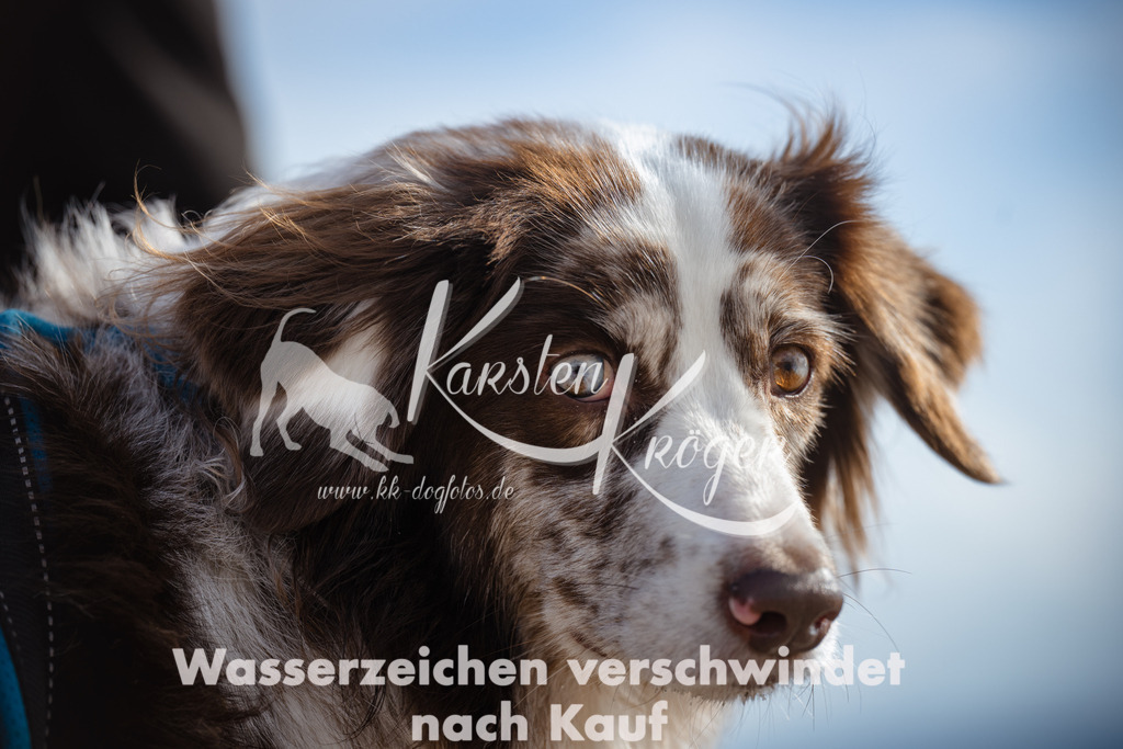 1301_ZZ99911 | kk-dogfotos