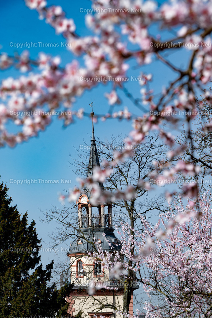 Rodensteiner_Hof_Frühling_03_ | Bensheim, Rodensteiner Hof , Stadtpark, Mandelblüte, ,, Bild: Thomas Neu