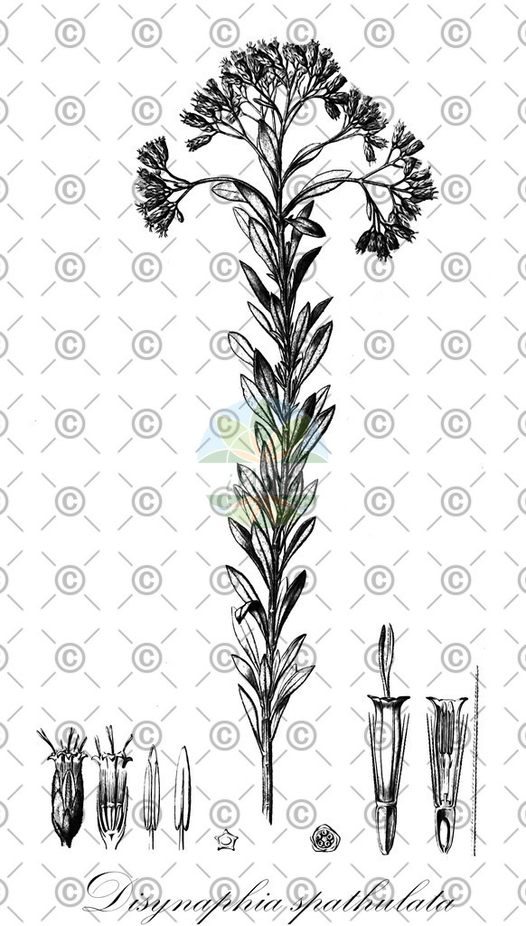 HistAbb_wfo-0000944872_1_ENZY_Simple | Historische Abbildung von Disynaphia spathulata - Asteraceae | Historical Illustration of Disynaphia spathulata - Asteraceae
