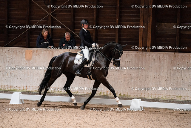 Dressur Tag 2-708 | dv-media-shop - Realized with Pictrs.com