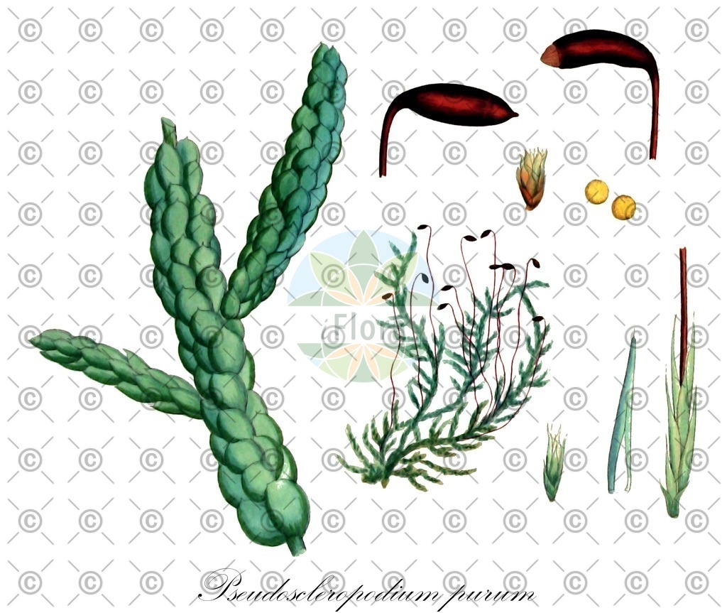 HistAbb_wfo-0001274904_1_ENZY_Simple | Historische Abbildung von Pseudoscleropodium purum - Brachytheciaceae | Historical Illustration of Pseudoscleropodium purum - Brachytheciaceae