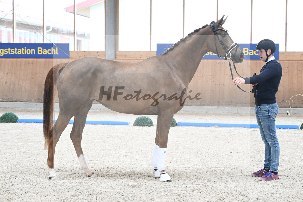 Kat-Nr. 94 Qaskiya v. Don Noblesse_Kloessinger_7241592 | hf-fotografie - Realizzato con Pictrs.com