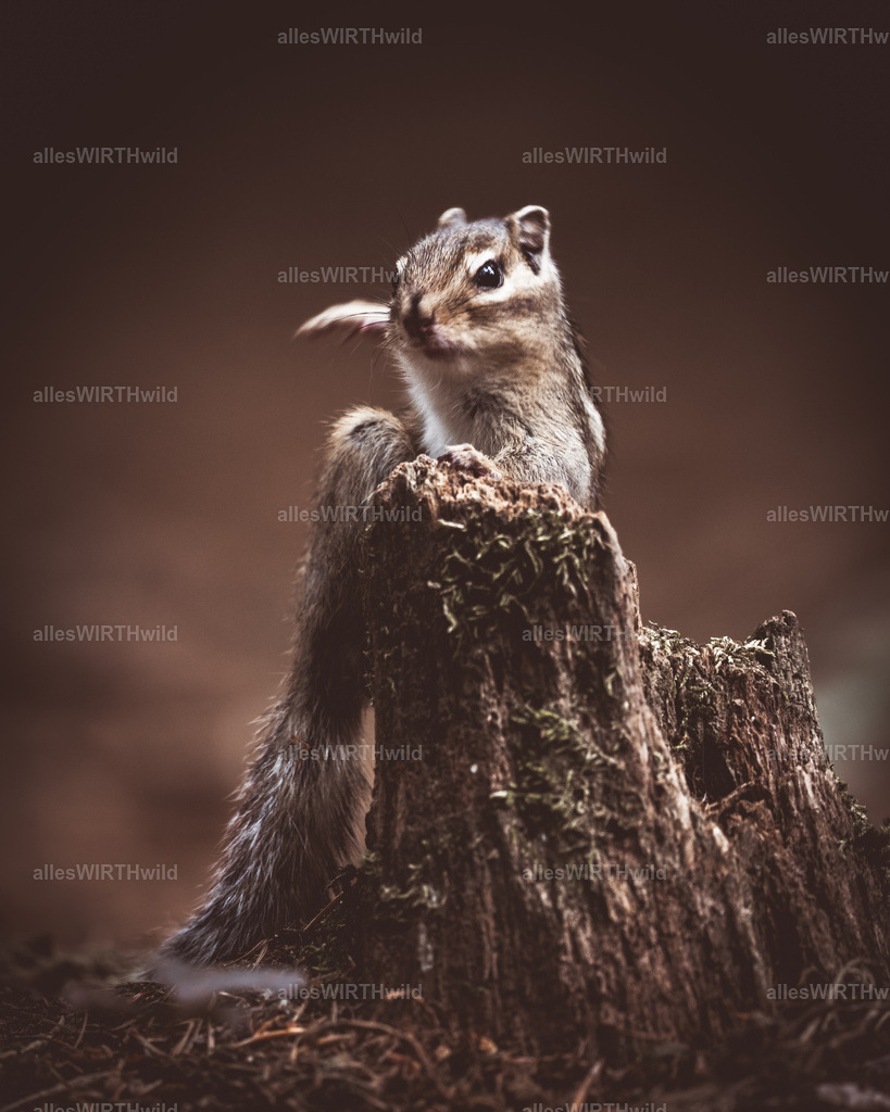 allesWIRTHgut Tierfotografie - www.allesWIRTHwild.de - 7IV02914 | Entdecke die faszinierende Welt der Natur- und Wildlife-Fotografie von Daniel und Bärbel. Inspirierende Bilder von wilden Tieren und kleinen Naturwundern.