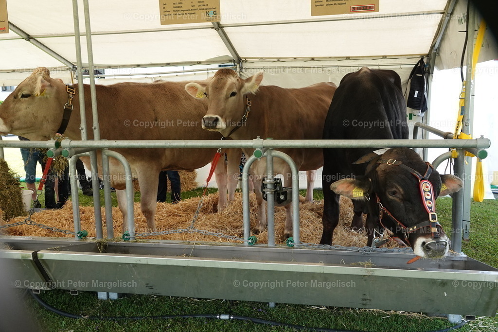 DSC04479 | Schwingen - Realisiert mit Pictrs.com