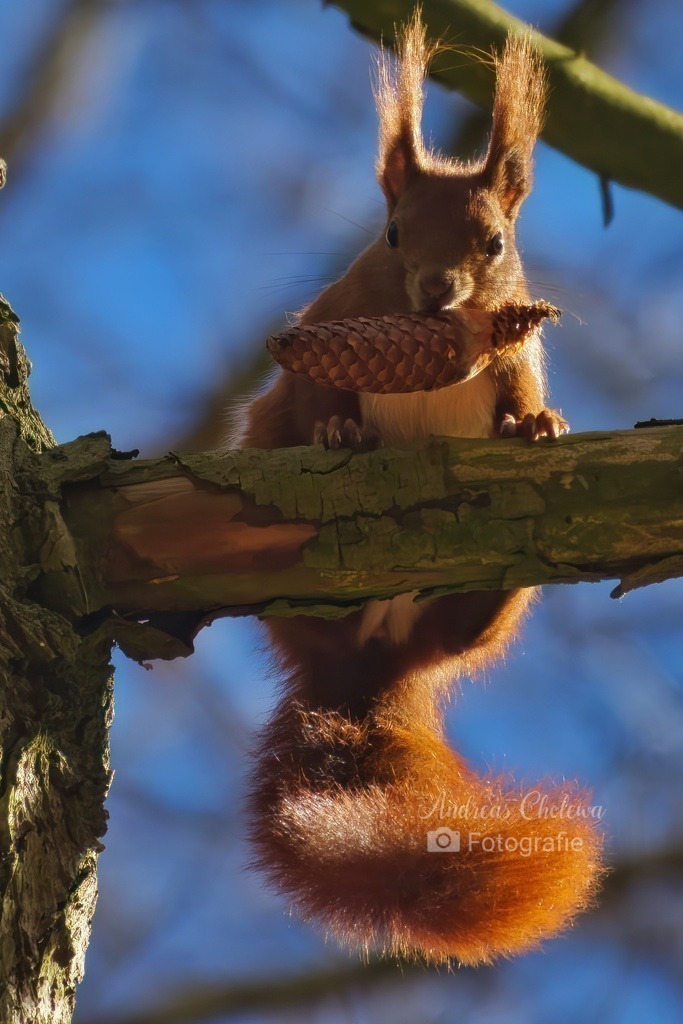 Mahlzeit | Ein Eichhörnchen beim fressen eins Tannenzapfens. - Realisiert mit Pictrs.com