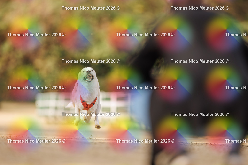 Thomas_Nico_Meuter(C)_03. Oktober 2026_223A8513 | Bild von Thomas Nico Meuter - Realisiert mit Pictrs.com