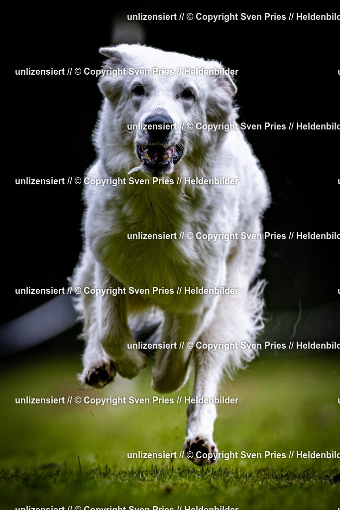 Sven Pries | 2025-10-03 - Hunderennen Obergrombach - Realisiert mit Pictrs.com