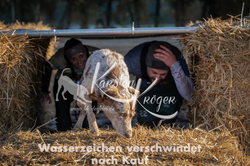 0928_ZZ93097 | kk-dogfotos